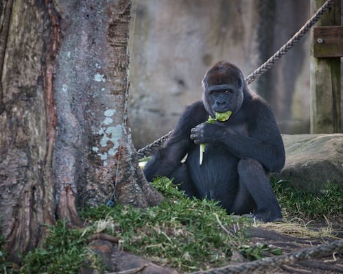 A gorilla sitting in the shade eating a leaf