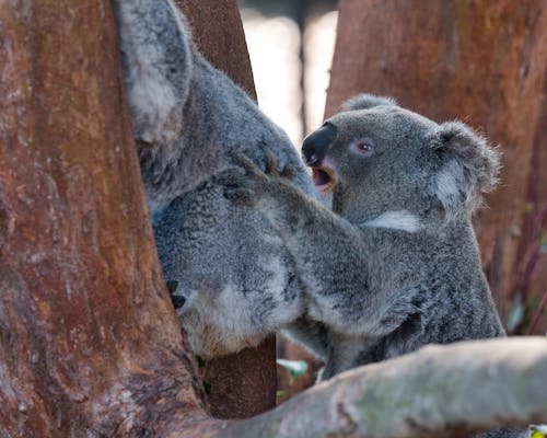 Free stock photo of koala, koala bear, koalas