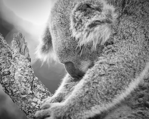 Free stock photo of koala, koala bear, koala sleeping