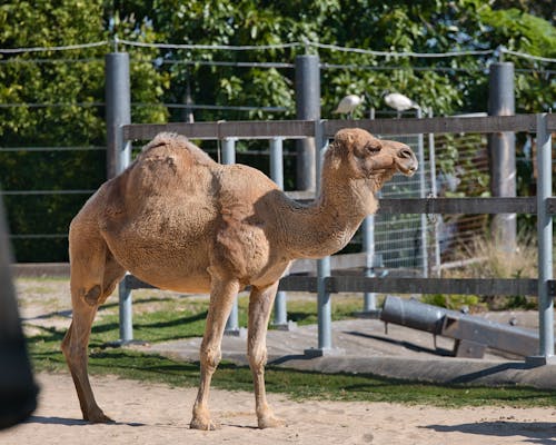 Free stock photo of camel, taronga zoo, zoo