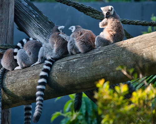 Free stock photo of lemur, lemurs, taronga zoo