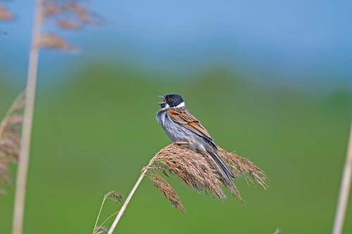 Δωρεάν στοκ φωτογραφιών με emberiza schoeniclus, πουλί, τραγούδι πουλί