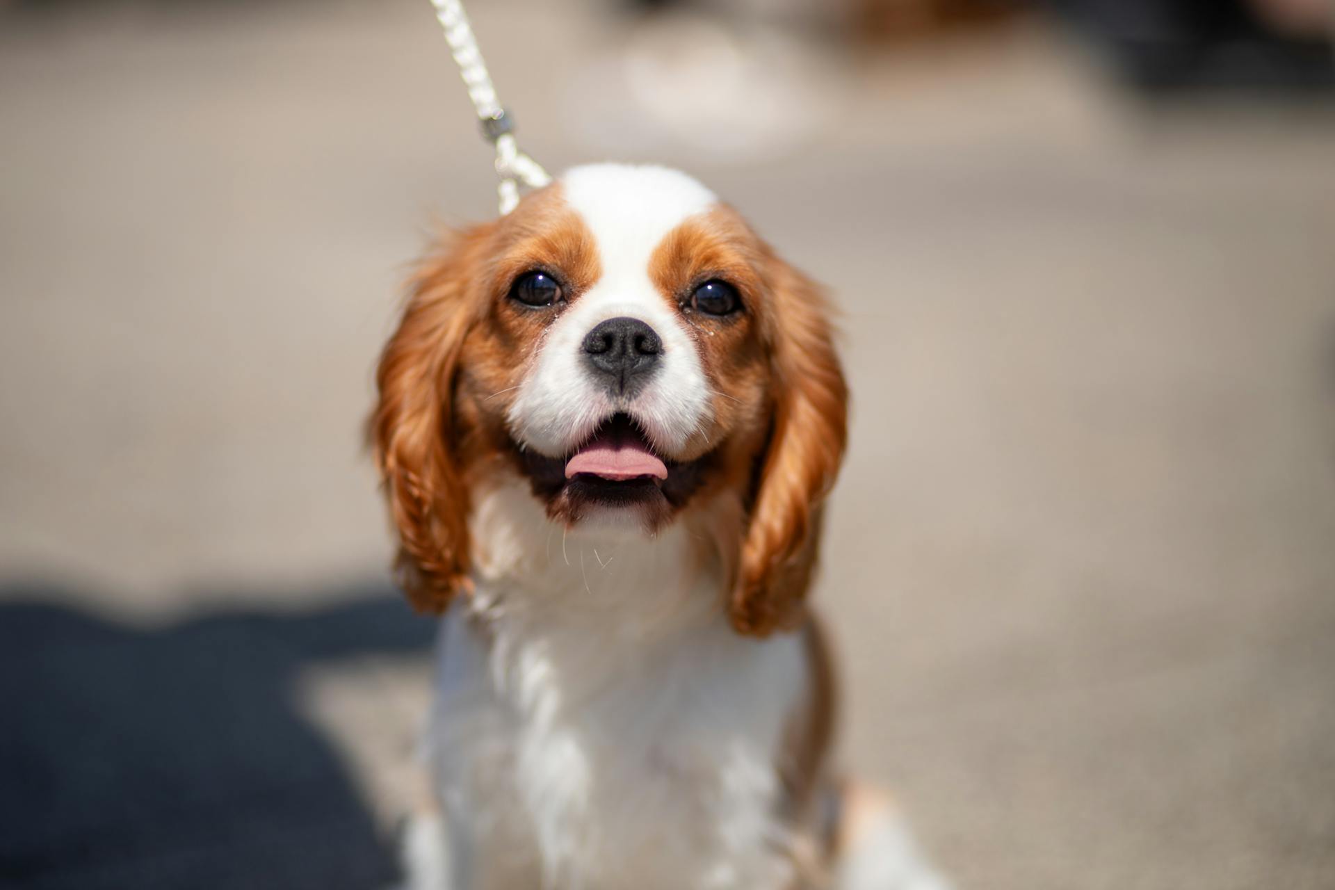 King Charles Spaniel