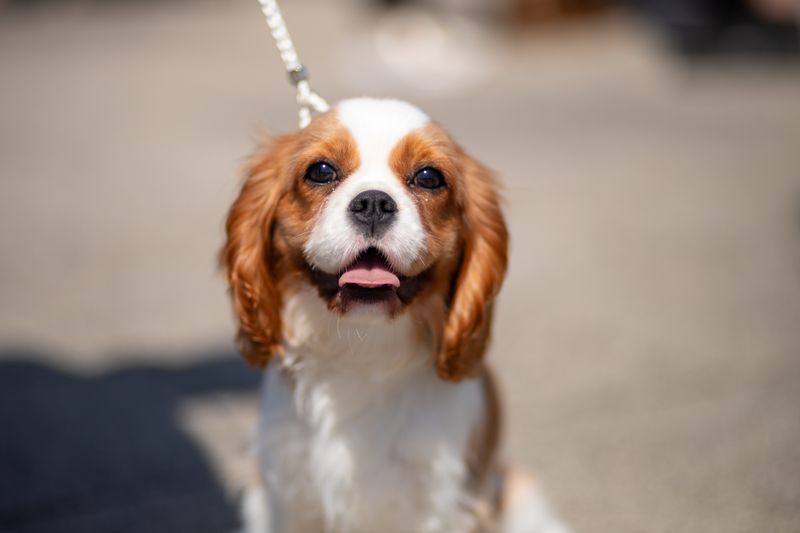 Cavalier King Charles