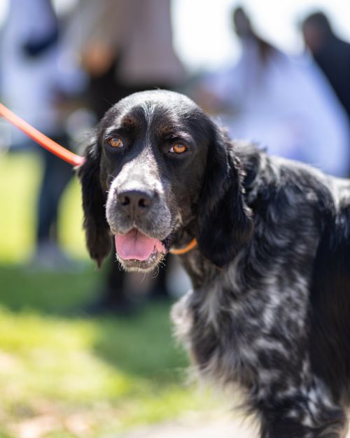 Free A Blue Picardy Spaniel stands outdoors on a leash, showcasing its distinctive black and gray fur. Stock Photo
