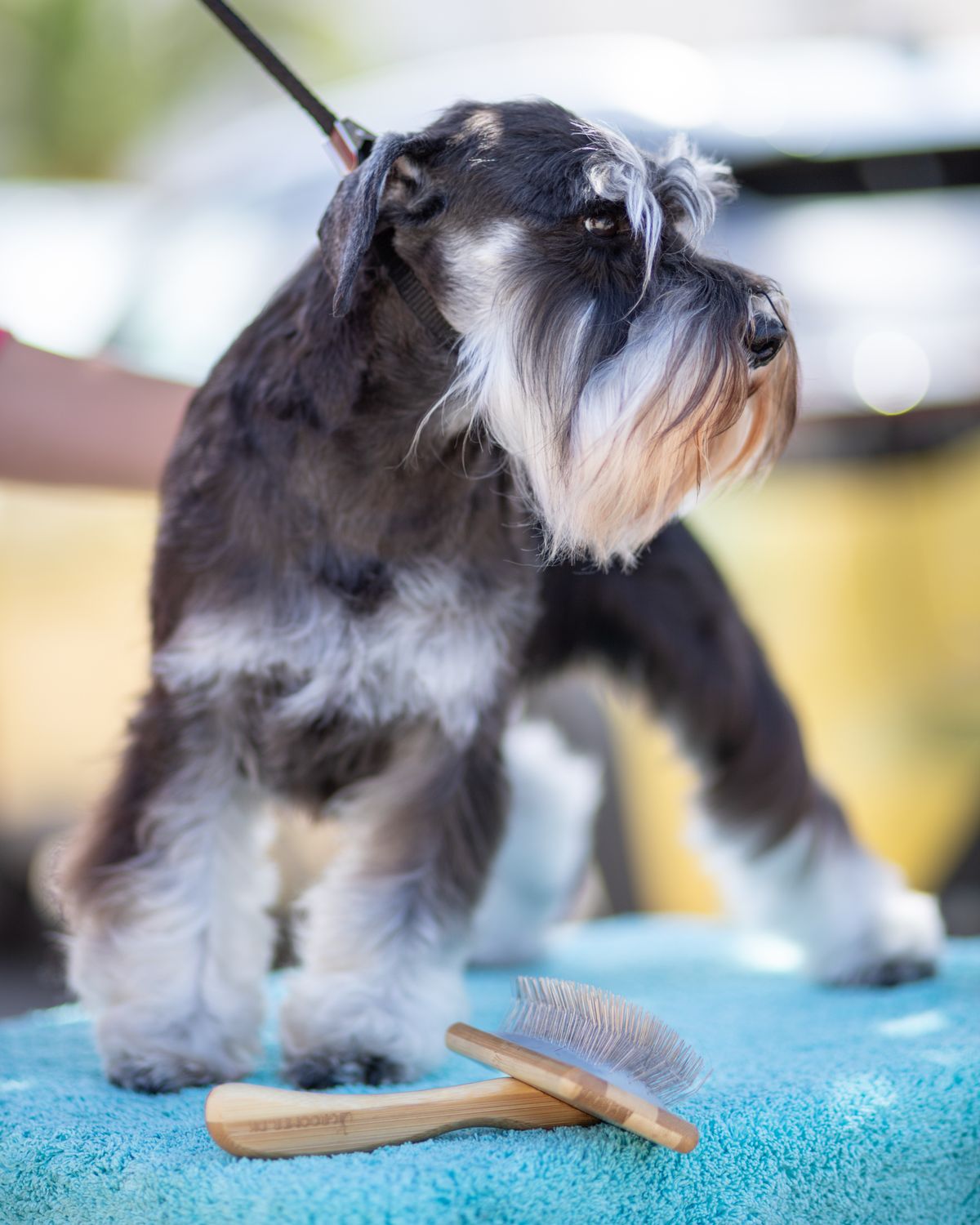 Hund wird gepflegt und gebürstet