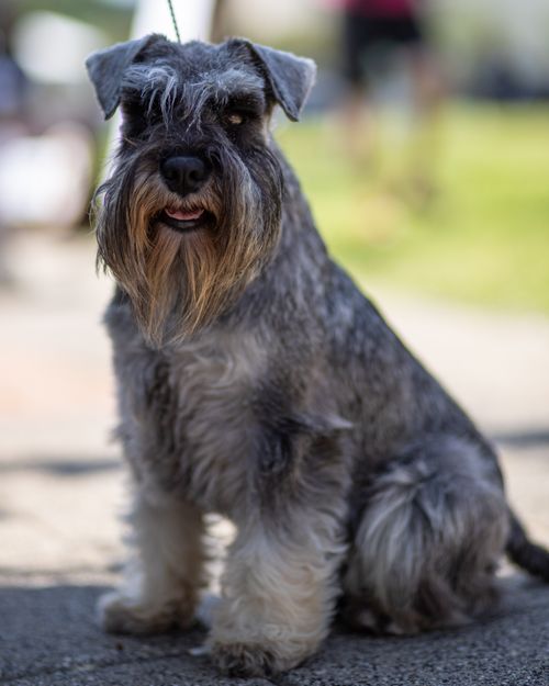 Free Adorable Miniature Schnauzer sitting on a sunny day, perfect pet portrait. Stock Photo