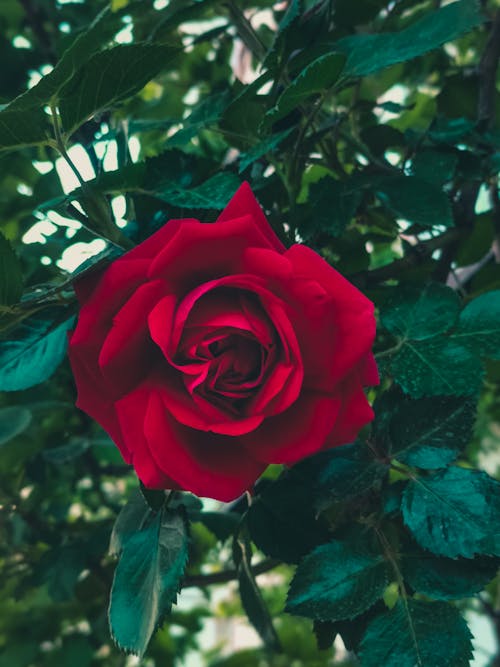 A red rose is shown in a green background