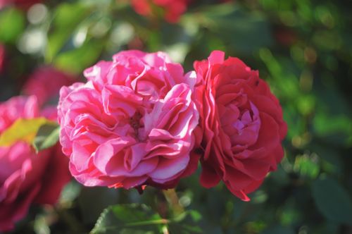 Free Beautiful close-up of two pink roses in full bloom, showcasing vibrant colors and delicate petals in natural light. Stock Photo