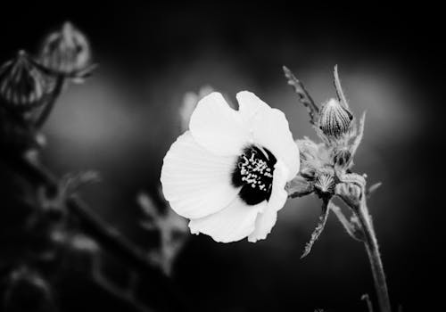 Black and white photograph of a flower