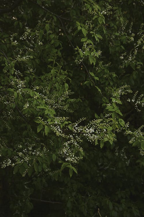 Foto profissional grátis de broto, floração, maio
