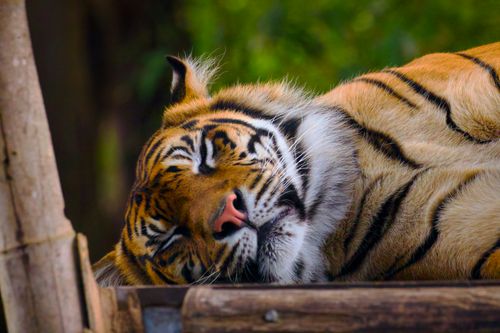 Free Close-up of a tiger peacefully sleeping on a wooden surface. Stock Photo