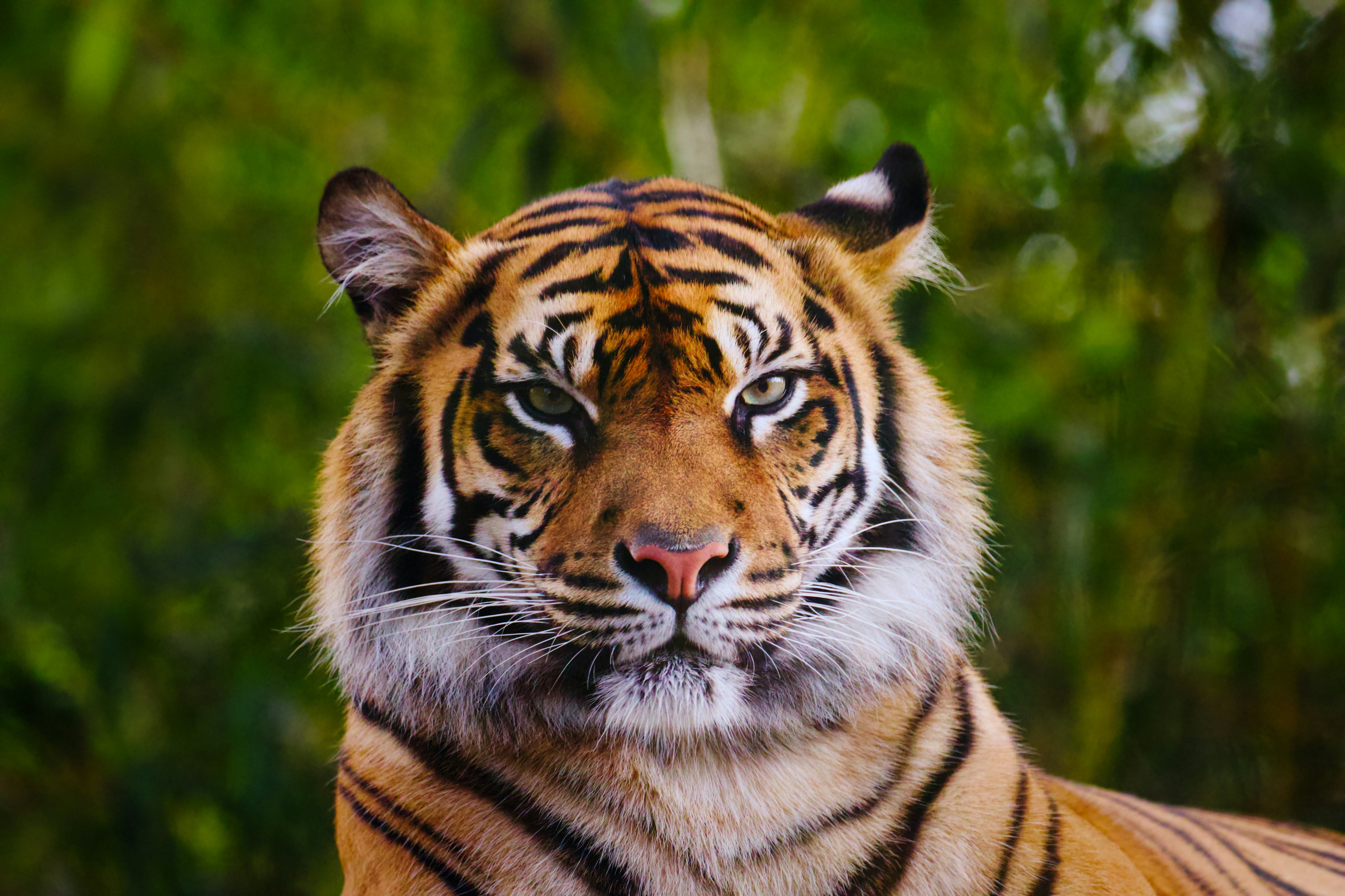 Exclusive Guiding Tiger