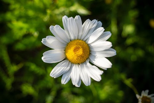 A single white daisy with a yellow center