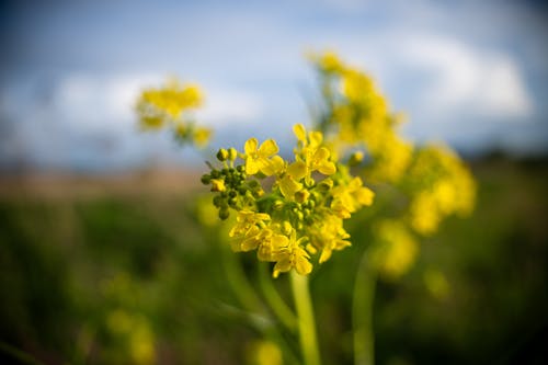 A close up of yellow flowers in a field