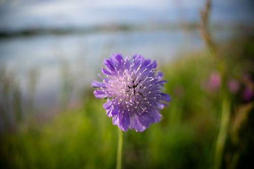 A purple flower with a bee on it near a body of water
