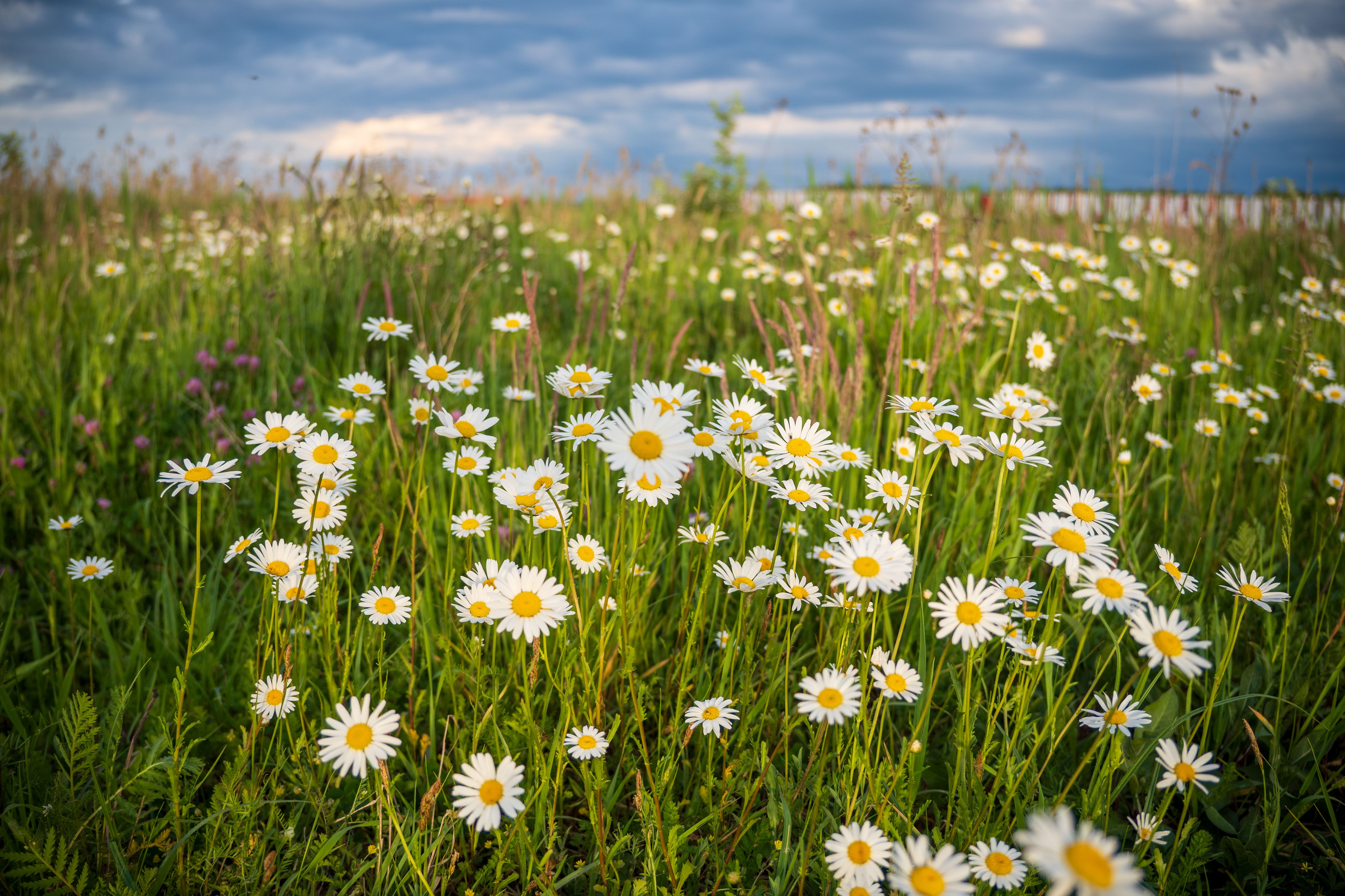 A serene chamomile meadow in Brzegi, Poland during a calm summer day.
