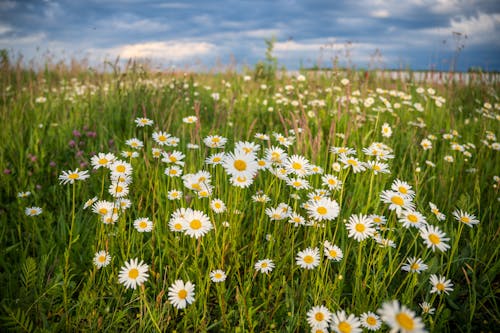 A field of daisies with a cloudy sky in the background
