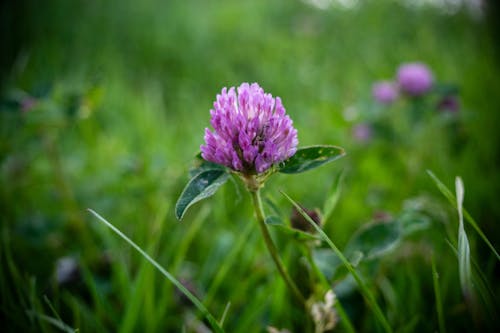 A purple clover flower in the middle of a green field
