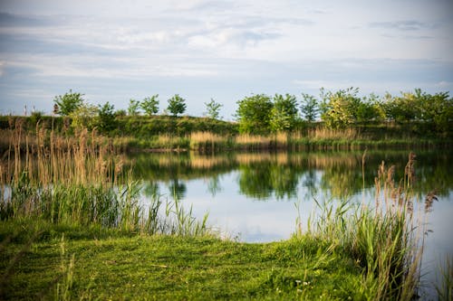 A pond with grass and trees in the background