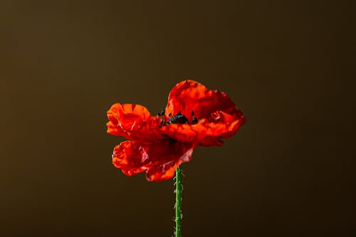 A single red poppy flower is shown against a brown background