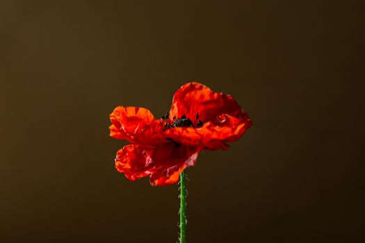 Single red poppy flower with a brown background, highlighting its vibrant petals and details.