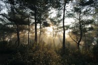 黎明时分，阳光透过云雾缭绕的森林树木