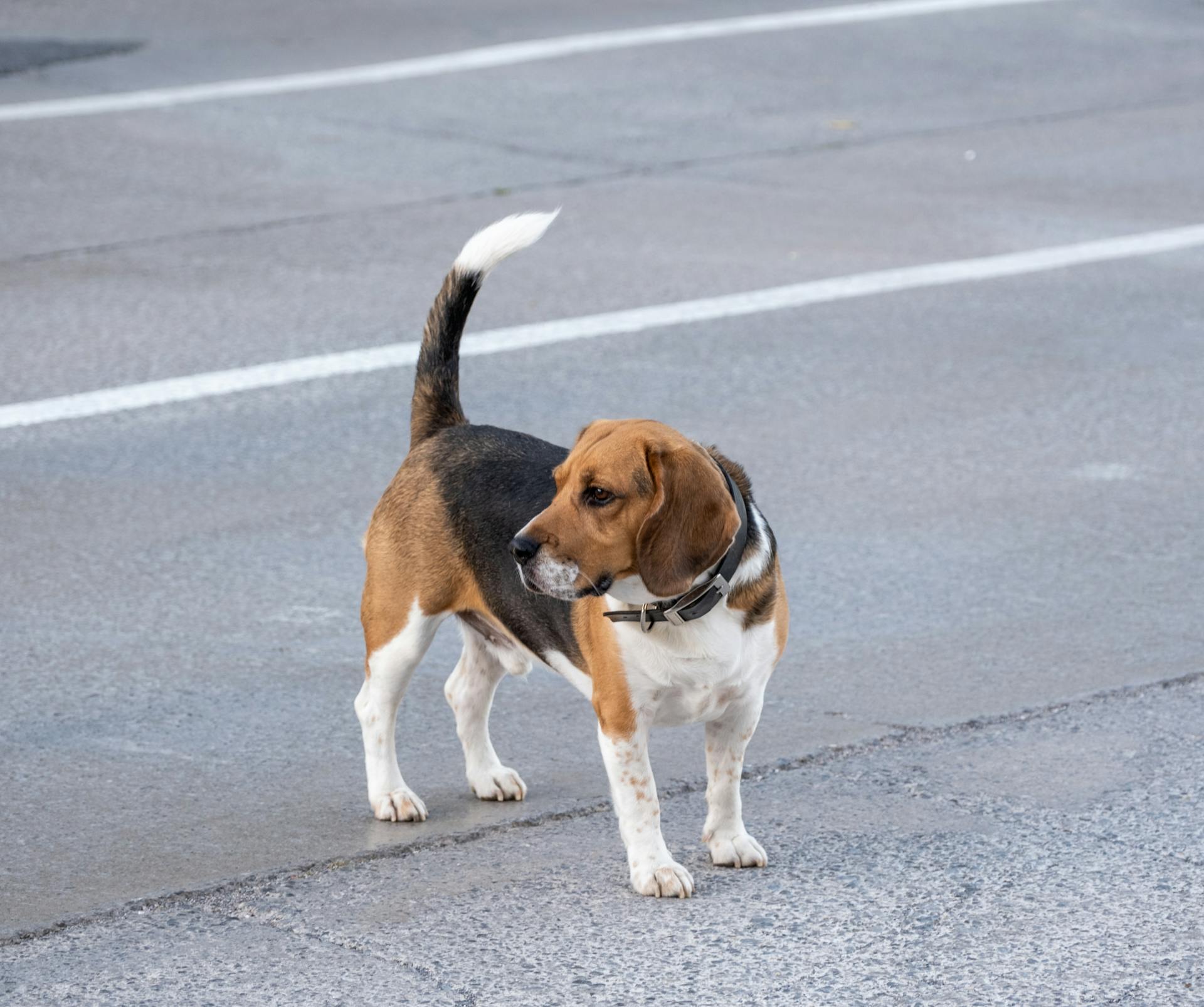 Beaglehund på gatan