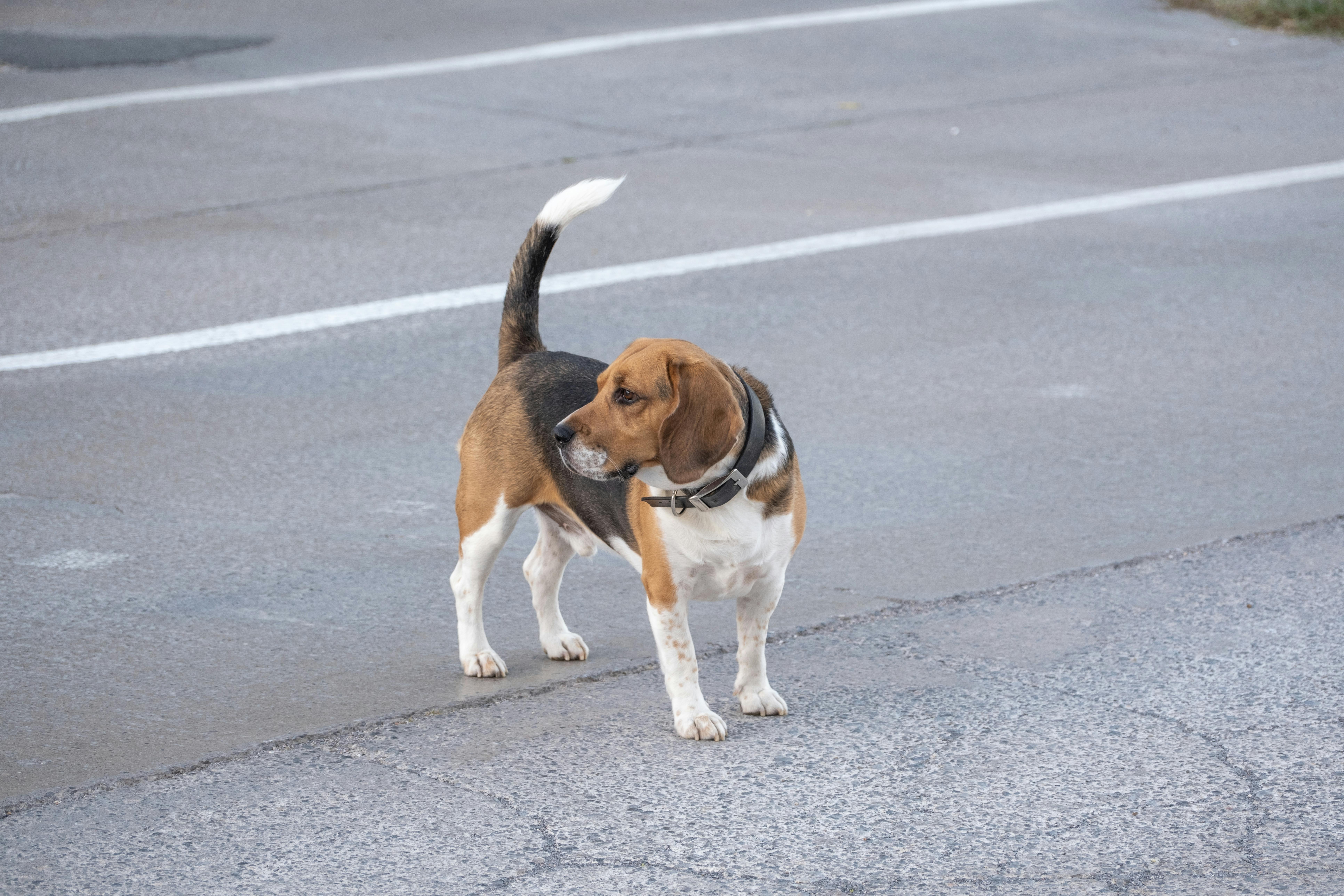 A beagle dog standing alert on a paved road outdoors in İzmir, Türkiye.