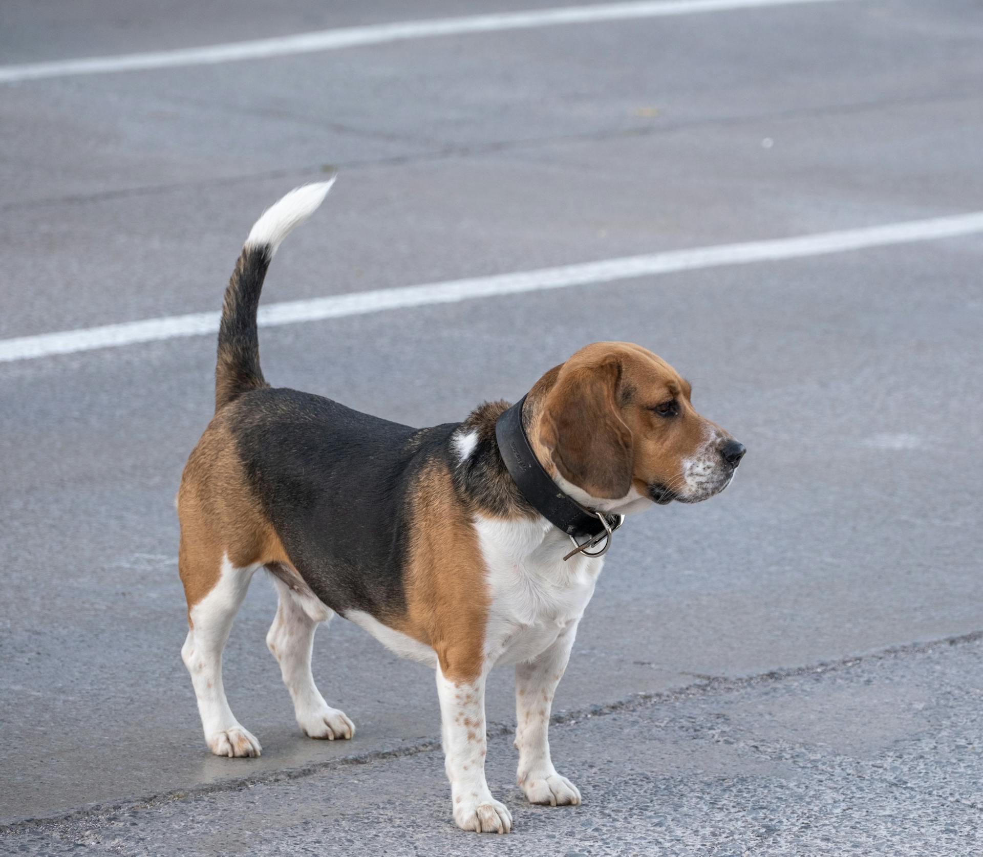 Un beagle sur le trottoir