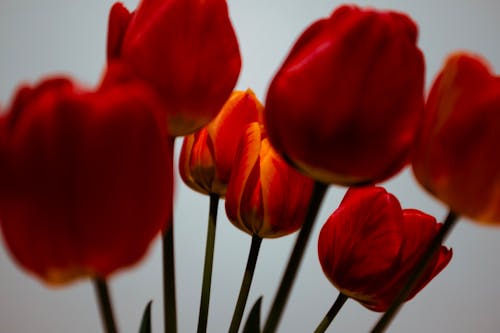 Bahçe, Çiçekler, kırmızı içeren Ücretsiz stok fotoğraf