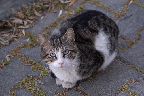 Free A curious tabby cat sitting on a pavement in Bornova, İzmir, Türkiye. Stock Photo