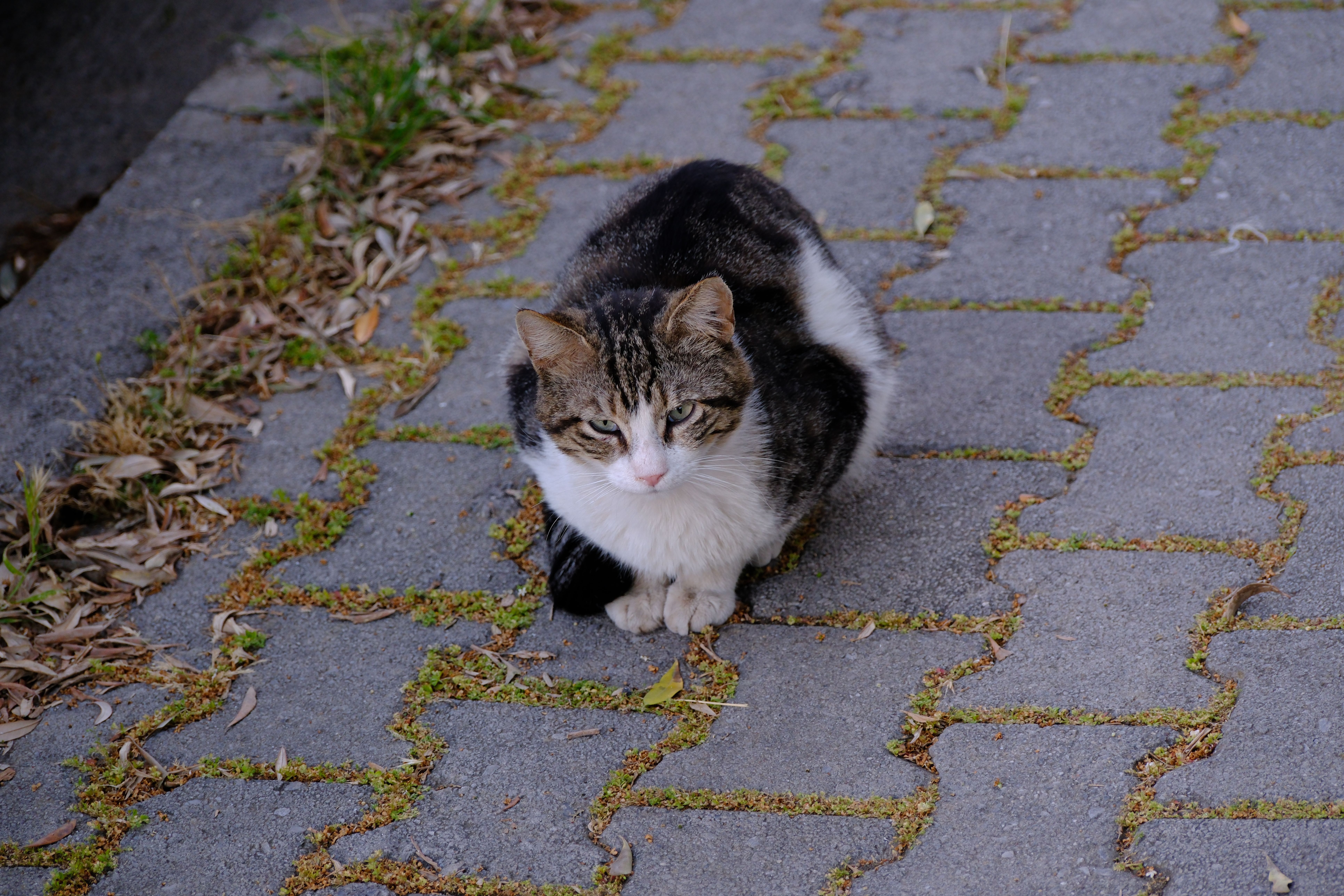 cats leave little food