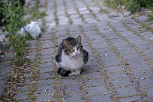 Free A cute stray cat sits on a paved sidewalk surrounded by foliage in Bornova, İzmir. Stock Photo