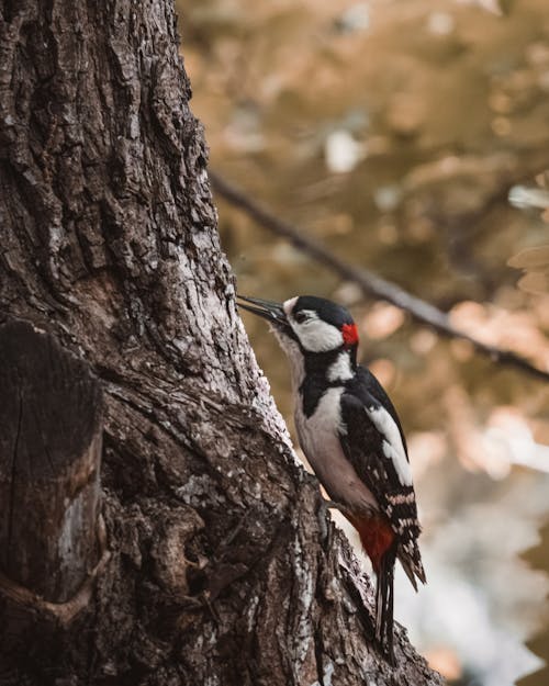 Lone Woodpecker in the Wild