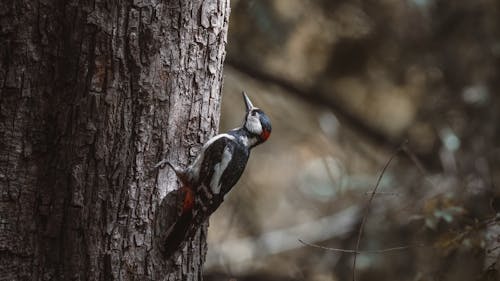 Woodpecker in Forest Light