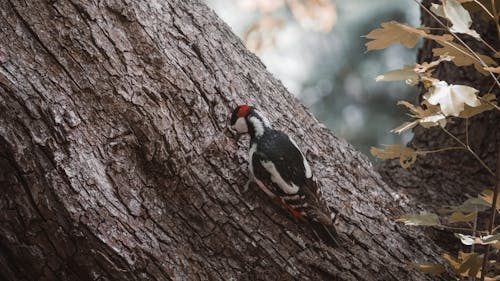 Woodpecker Pausing on Tree