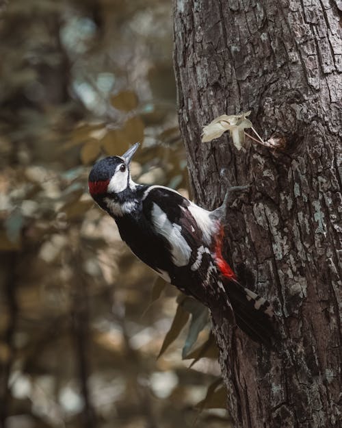 Autumn Woodpecker Watch