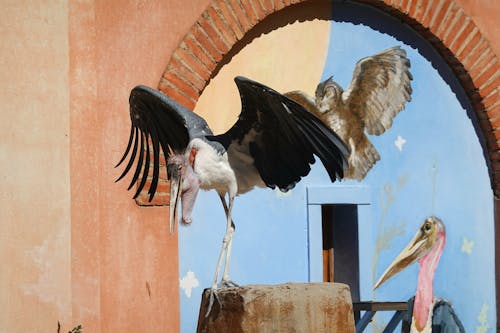 Imagine de stoc gratuită din animale, aripi, marabu