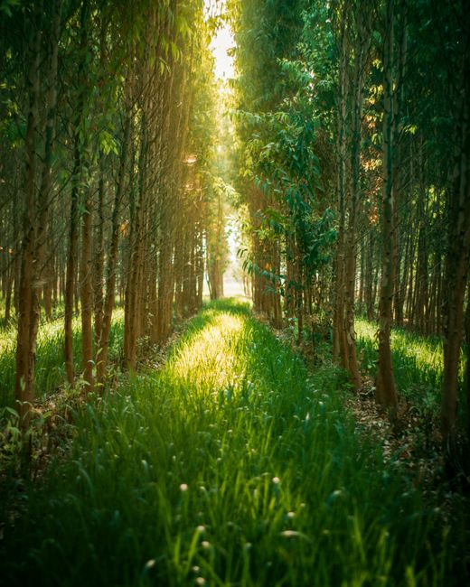 Serene sunlit pathway through lush green forest trees in India.