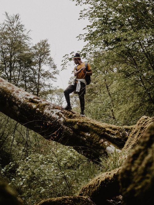 Free Man hiking on fallen tree in lush Scottish forest, embracing adventure and nature. Stock Photo