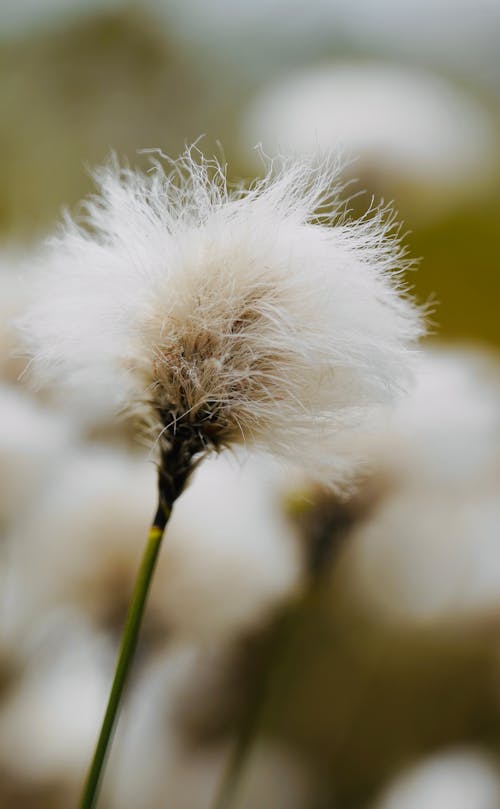 A close up of a fluffy white cotton plant