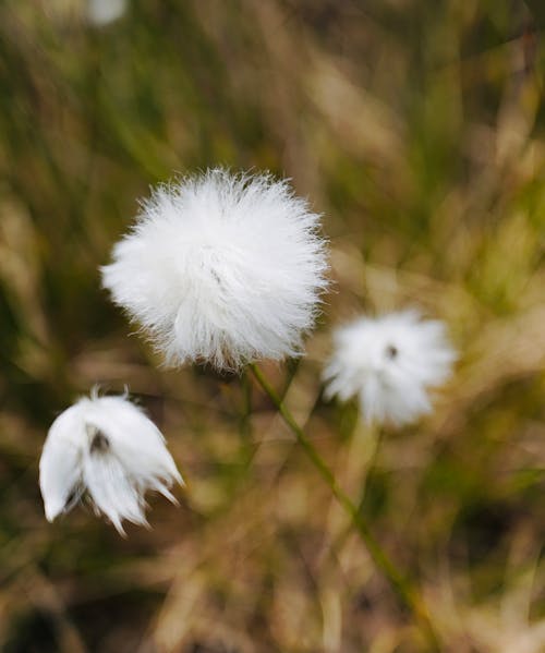 A close up of some white fluffy cotton