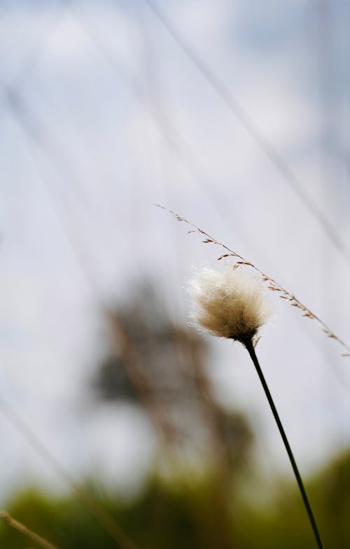 Free stock photo of cotton grass, germany, nature