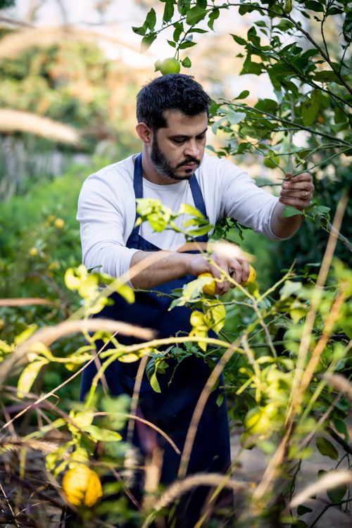 Free A man in a blue apron picks lemons in a green garden during the day. Stock Photo