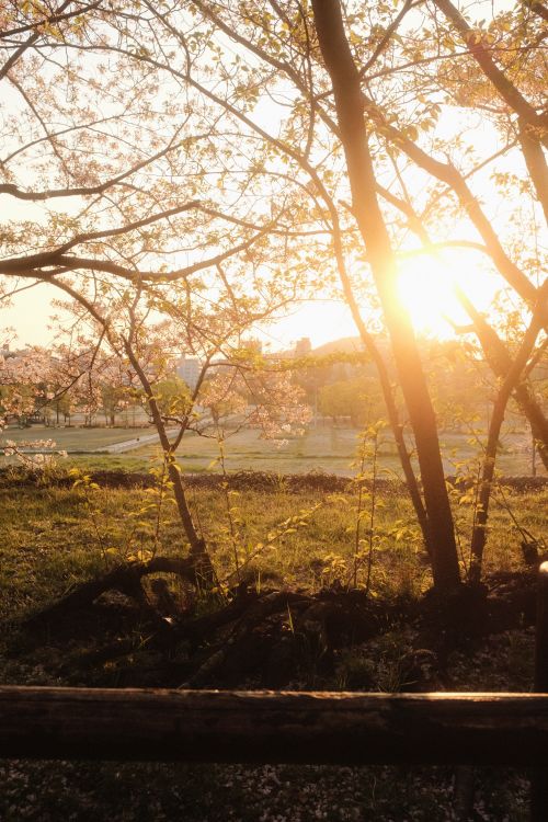 Free Serene scene of cherry blossoms and sunlit rural landscape with a wooden railing. Stock Photo