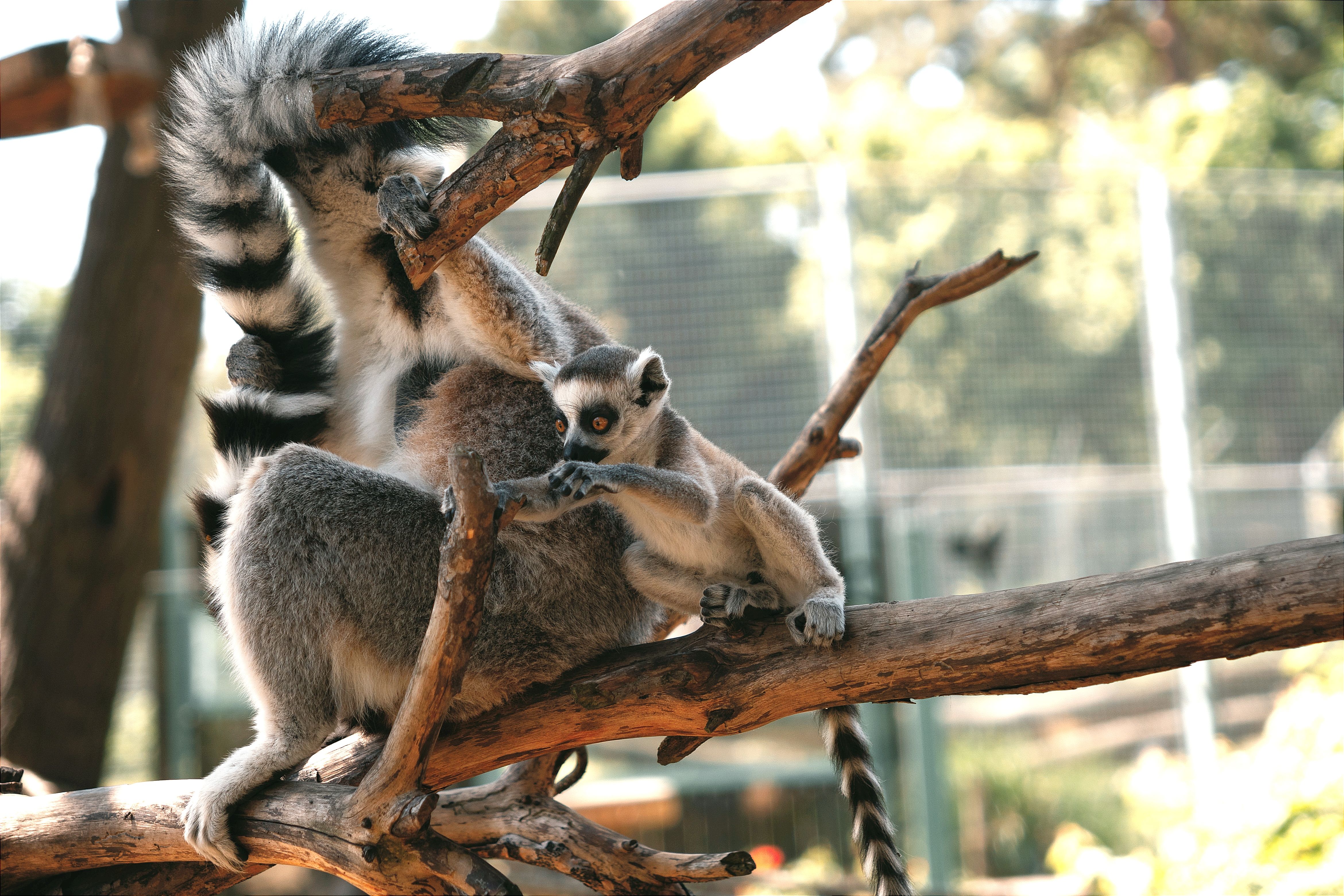 คลังภาพถ่ายฟรีของ lemur catta, prosimians, กลางแจ้ง, ก้าน, การถ่ายภาพ ...