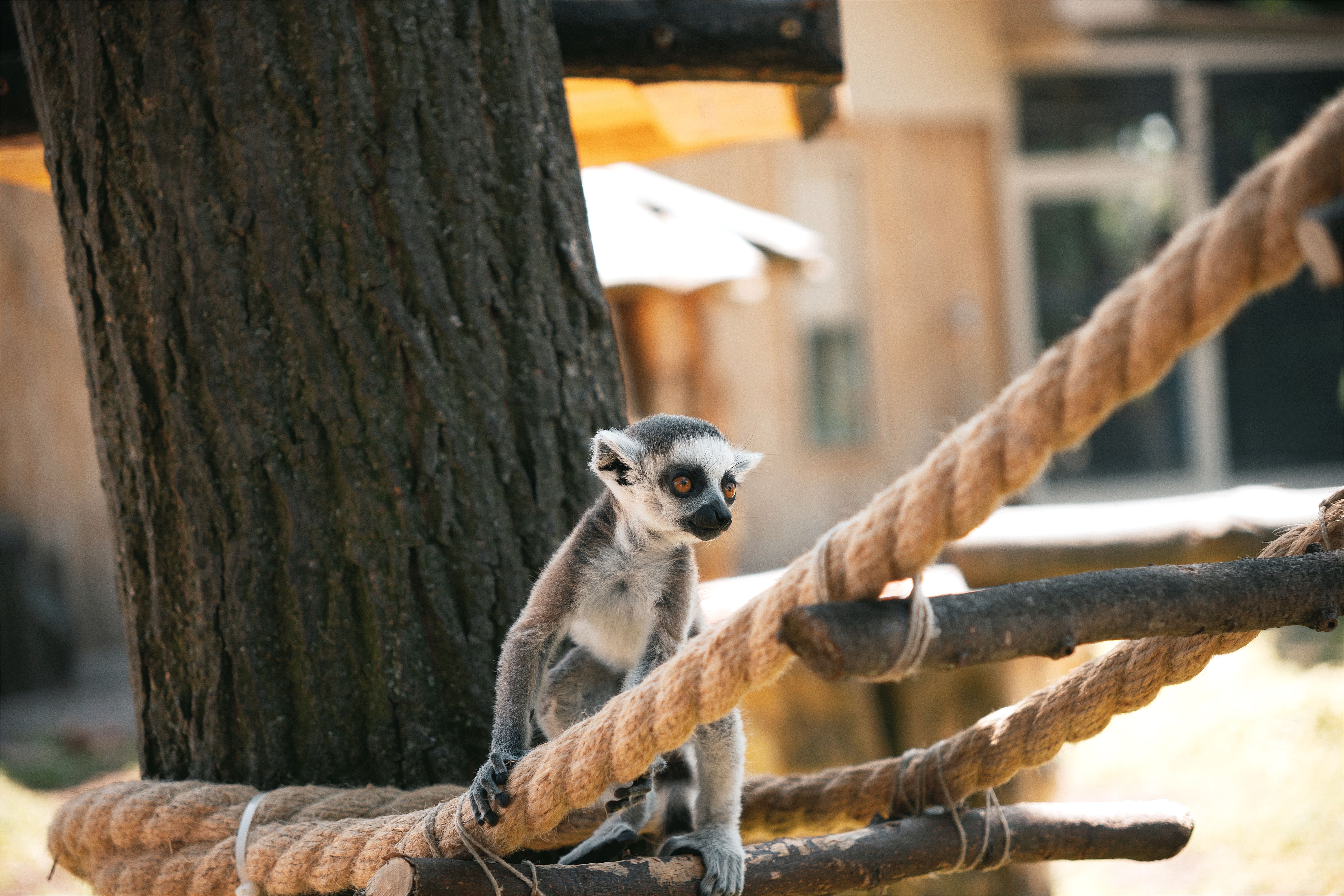 Lemur Going Up on a Rope · Free Stock Photo
