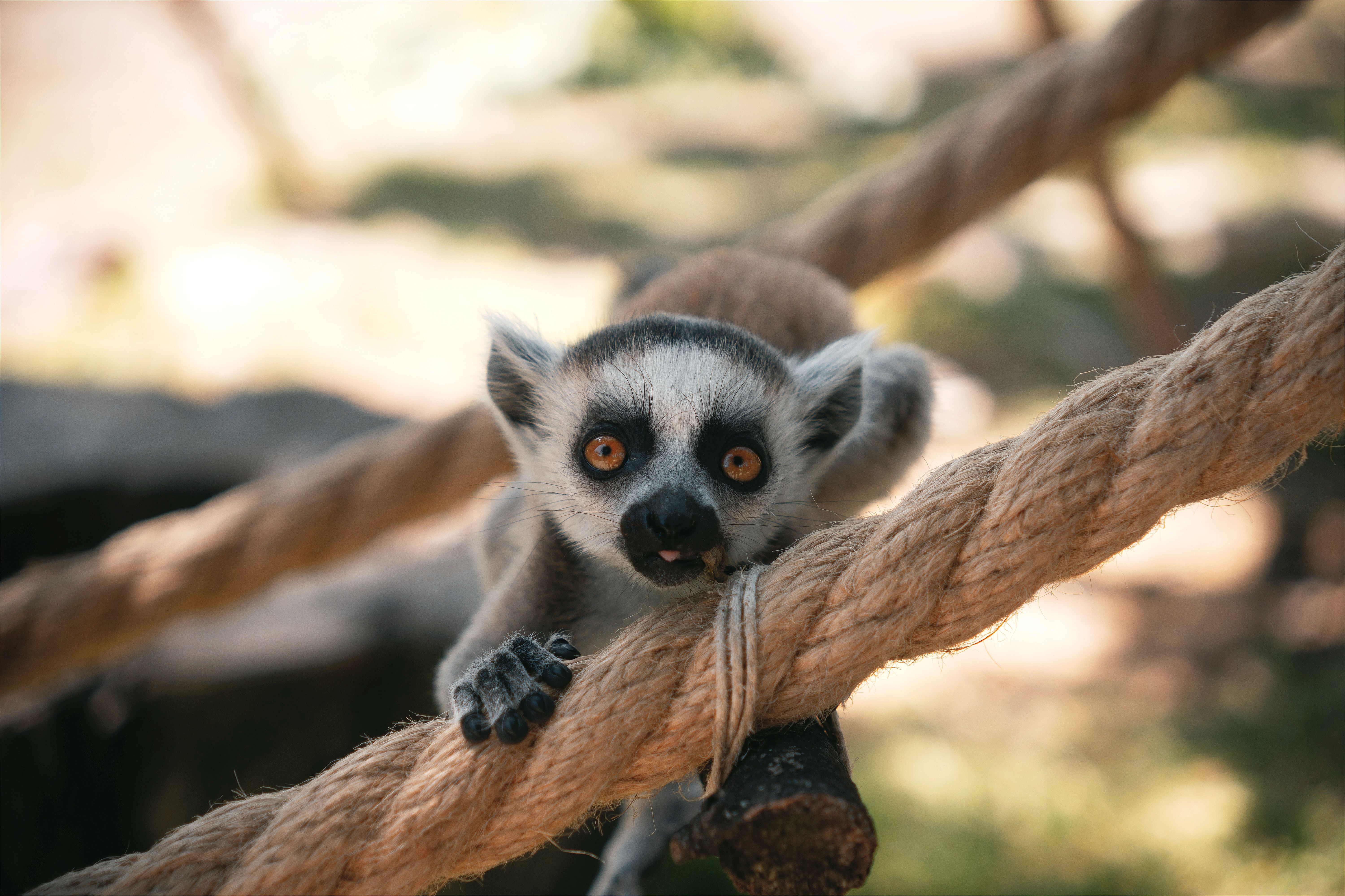 Lemur Interaction