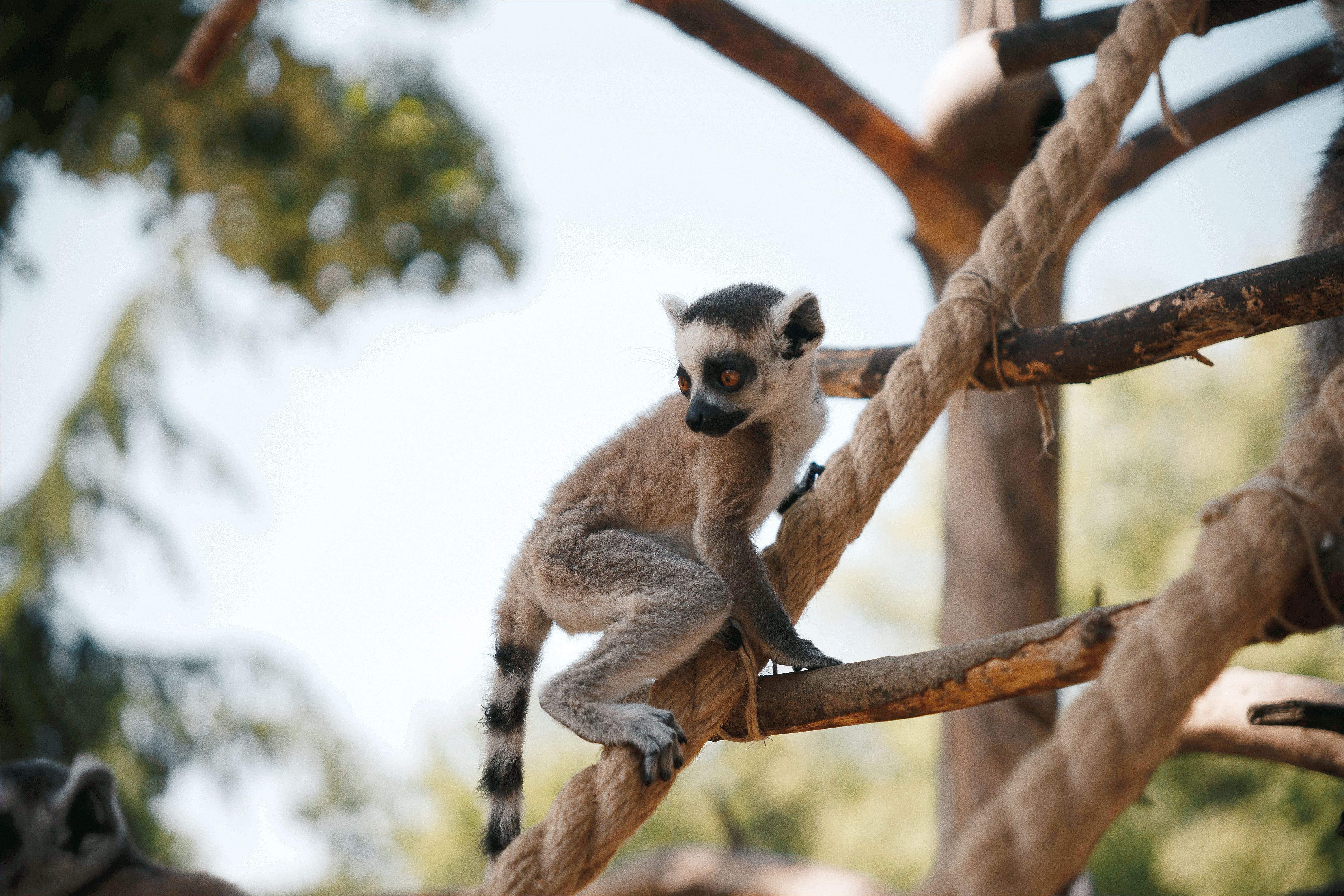 San Diego Zoo: What to Prioritize When 4,000 Animals and a Full Day Collide